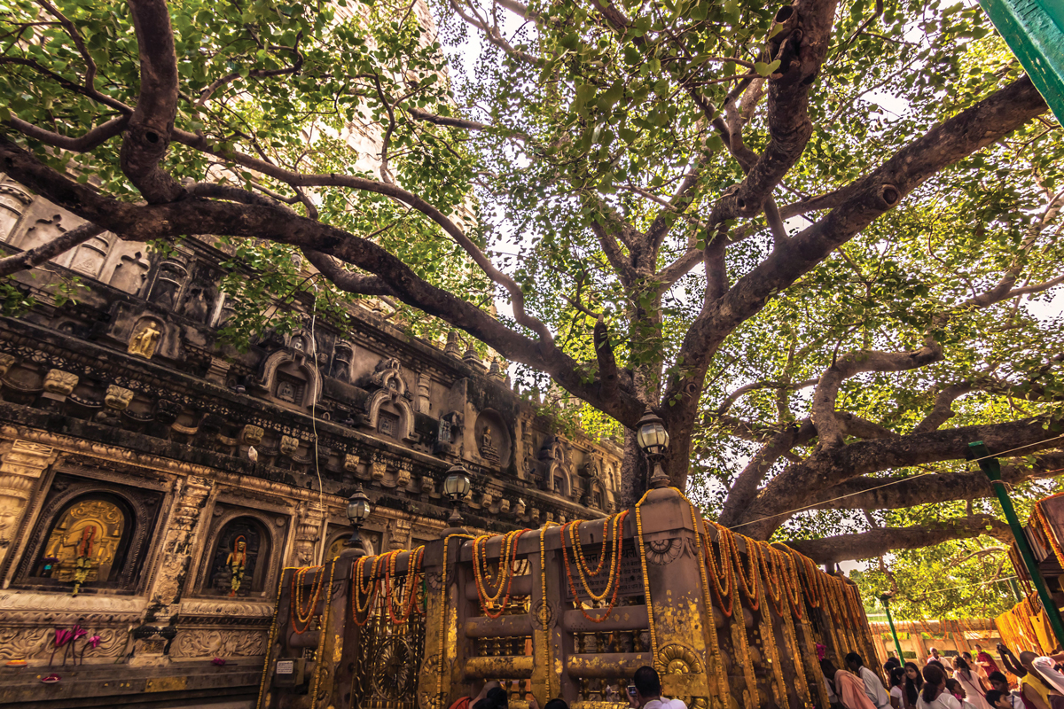 L'arbre de Bodhi