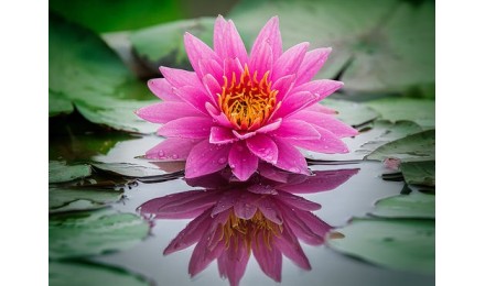 La signification de la fleur de lotus dans la philosophie bouddhiste